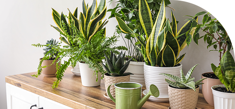Bien choisir ses plantes